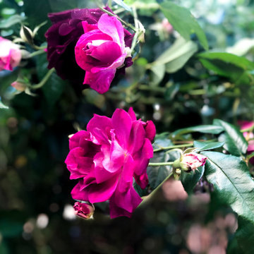 Close Up Photos