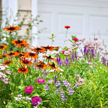 The Wildflower Vibrance Garden