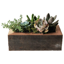 Rustic Indoor Pots And Planters by Alibi Interiors