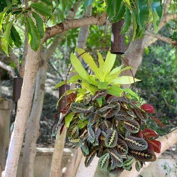 Shade Gardens