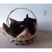 Danielle DiPalma Delk's photo