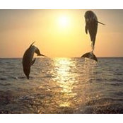 Ayse Soykan's photo
