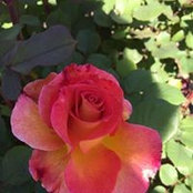 Jennifer Tuttle's photo
