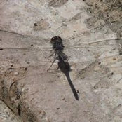 Tammy Hooper-Dearing's photo