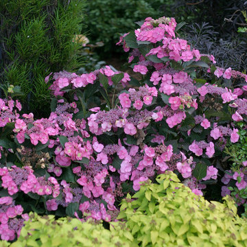 Tuff Stuff™ Mountain Hydrangea
