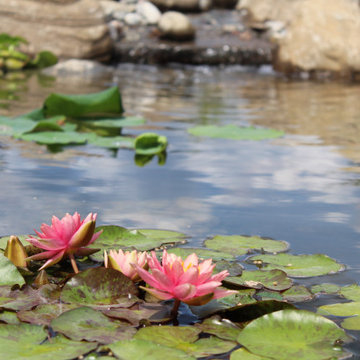 Orchard Lane Pond
