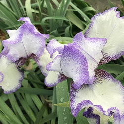 Current Featured Plants - Products