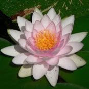 Jackie Kashima's photo