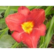 Perennial Border's photo