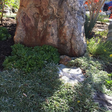 Drought tolerant plants and boulder: Erigeron glaucus/Seaside Daisy, Dymondia ma