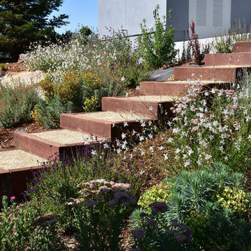 Deer Resistant and Slope Stablizing Plantings for Residential Winery