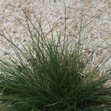 Conception et réalisation d’un jardin, Antony
