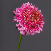 Chrissy Fichtl's photo