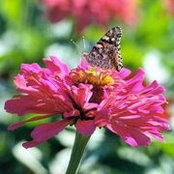 Lynette Storey's photo