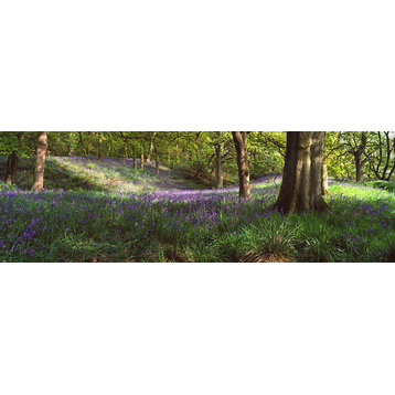 Bluebonnets in Newton Wood Texas Panoramic Fabric Wall Mural