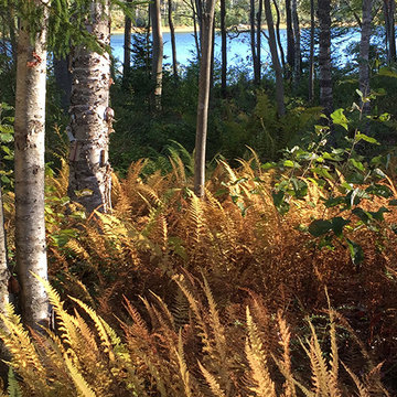 Coastal Woods Landscape