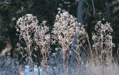 10 Native Wildflowers to Beautify Your Winter Garden