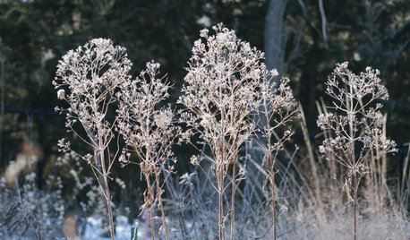 10 Native Wildflowers to Beautify Your Winter Garden