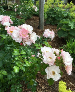 Carpet Roses South Of Seattle