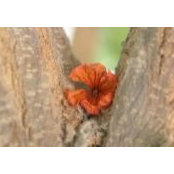 Sara Al-zhrani's photo