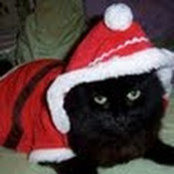 Amy Coddington's photo