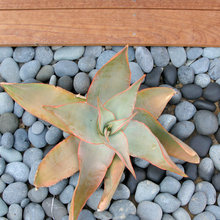 Succulents