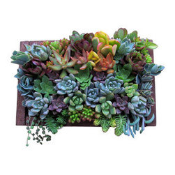Framed Succulent Art - Picture Frames