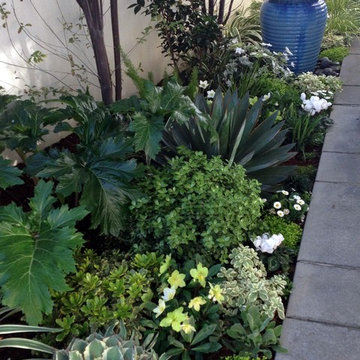 Contemporary garden