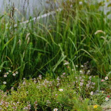 RHS Tatton Park Flower Show