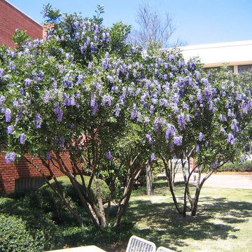 Texas Mountain Laurel