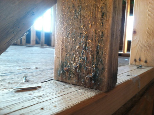 new home construction (mold)!!!