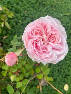 Roses in my California Garden