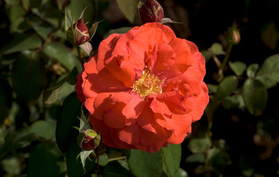 6 Captivating Roses for an Alluringly Fragrant Garden