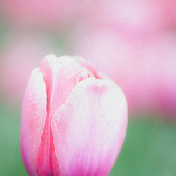 Single Tulip - Artwork