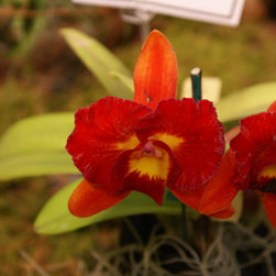 orchids - Products