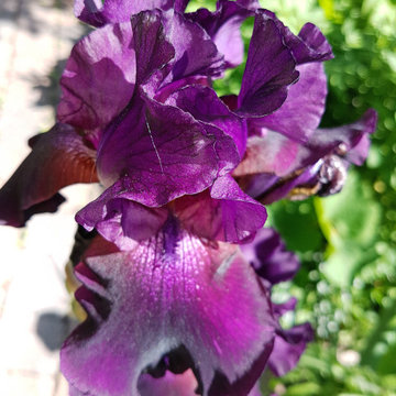 Four seasons in the garden (Glebe house in Ottawa)