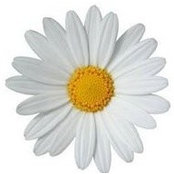 Judy Gang's photo