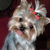 Lindsey Lau's photo
