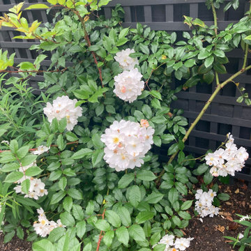 Cottage garden feels with a lot of textural interest!