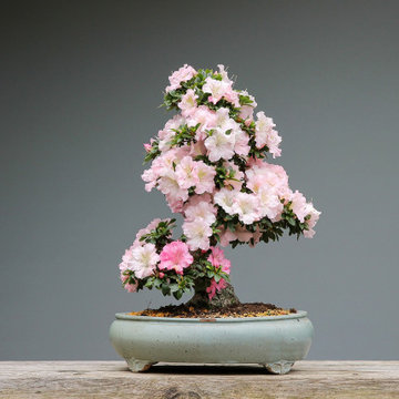 Bonsai japonais rhododendron