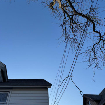 Tree & Landscaping services