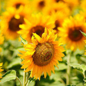 Peggy MacInnes's photo