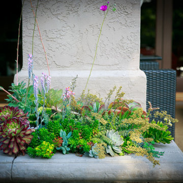 Succulent Details