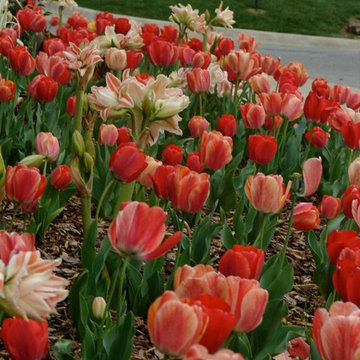 Project Spring Surprise
