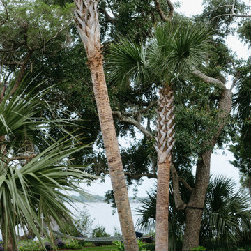 Palm Garden