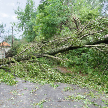 What To Do If Your Trees Are Damaged In A Storm