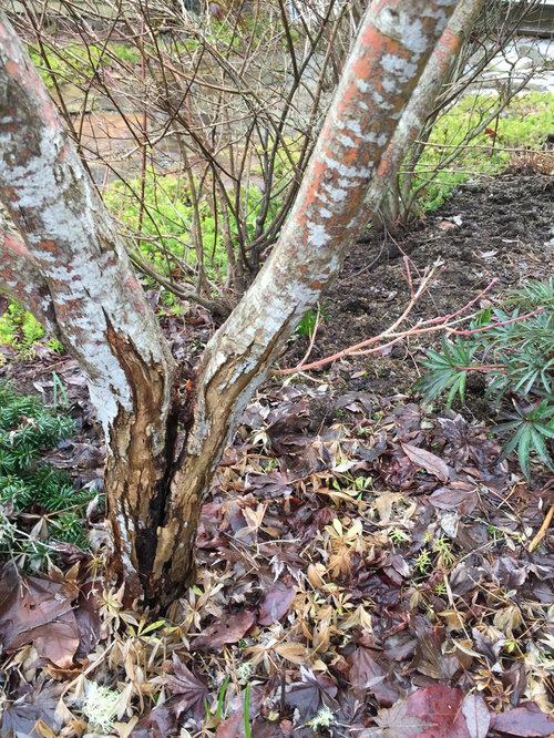 Trunk split on my Red Bark Maple Help!
