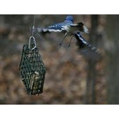 Lucie Pineault's photo