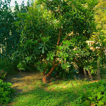 Sun and Shade