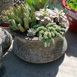 Succulent arrangements - Products